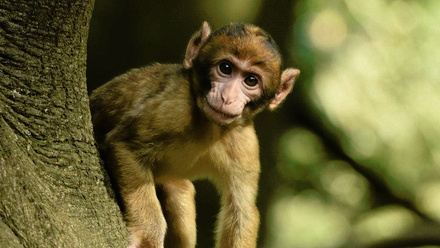 monkey-forest1 (1).jpeg